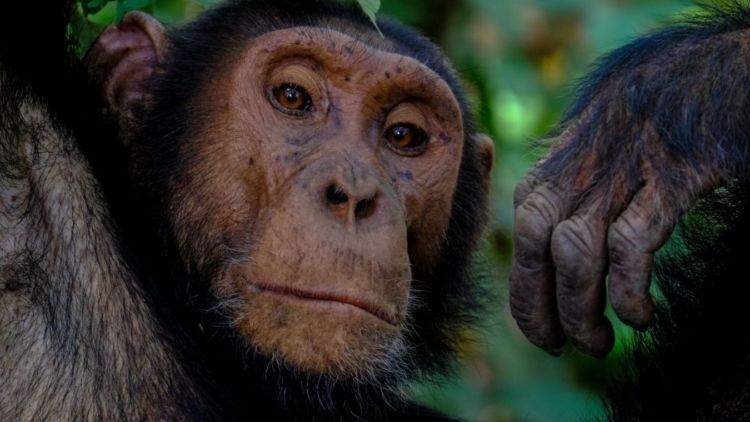 Tanpa Pemilu, Berikut Cara 5 Kelompok Hewan Memilih Pemimpinnya