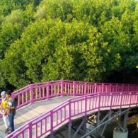 #DiIndonesiaAja-Menikmati Suasana Liburan Hutan Mangrove Brebes di Tengah Lautan