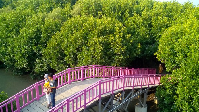 #DiIndonesiaAja-Menikmati Suasana Liburan Hutan Mangrove Brebes di Tengah Lautan