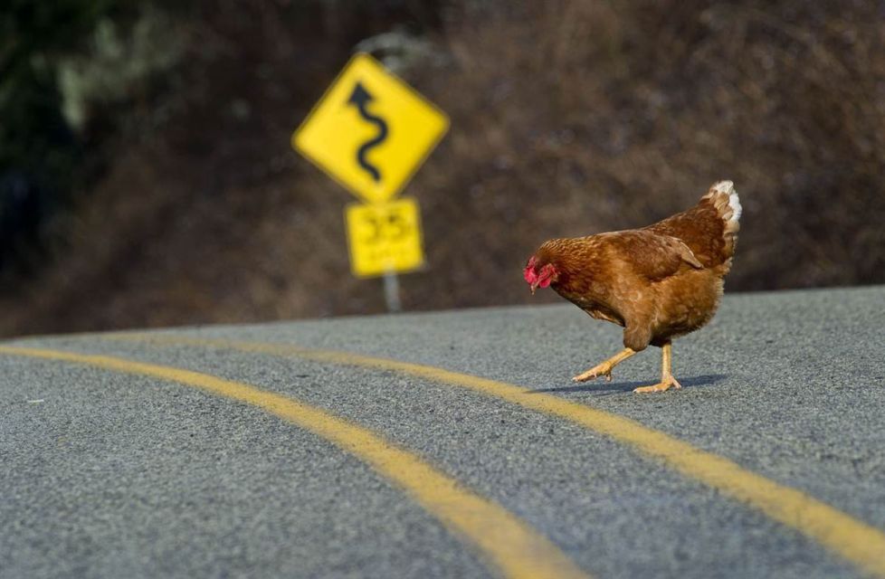 Menguak Isi Kepala Kucing dan Ayam Kalau Ada Jalan yang Baru Aja Disemen. Pasti Diinjak-injak!