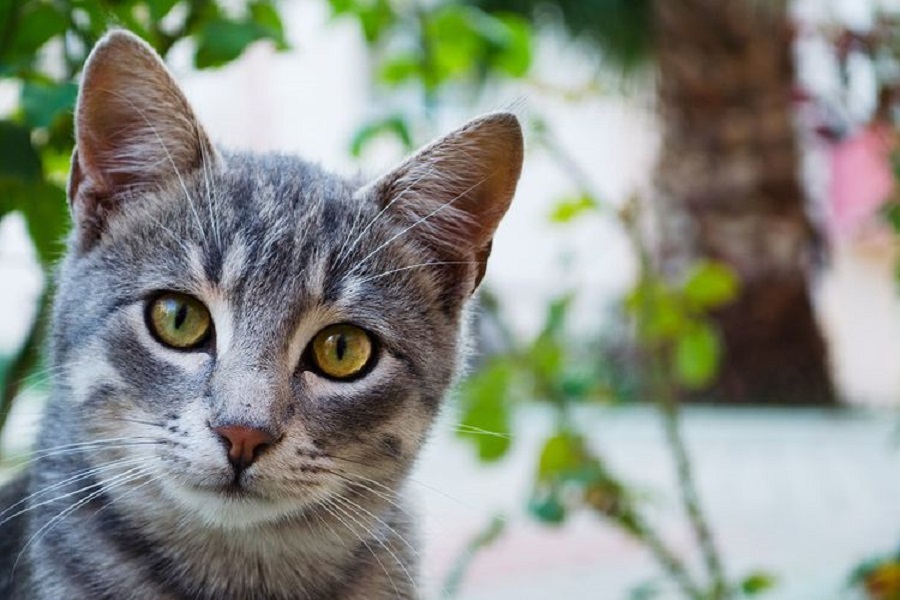 Balada Susahnya Open Adopsi Kucing Kampung. Giliran Kucing Ras Aja pada Rebutan~