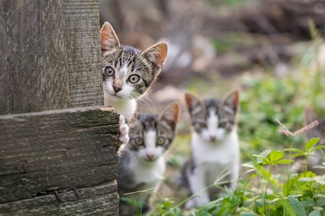 Balada Susahnya Open Adopsi Kucing Kampung. Giliran Kucing Ras Aja pada Rebutan~