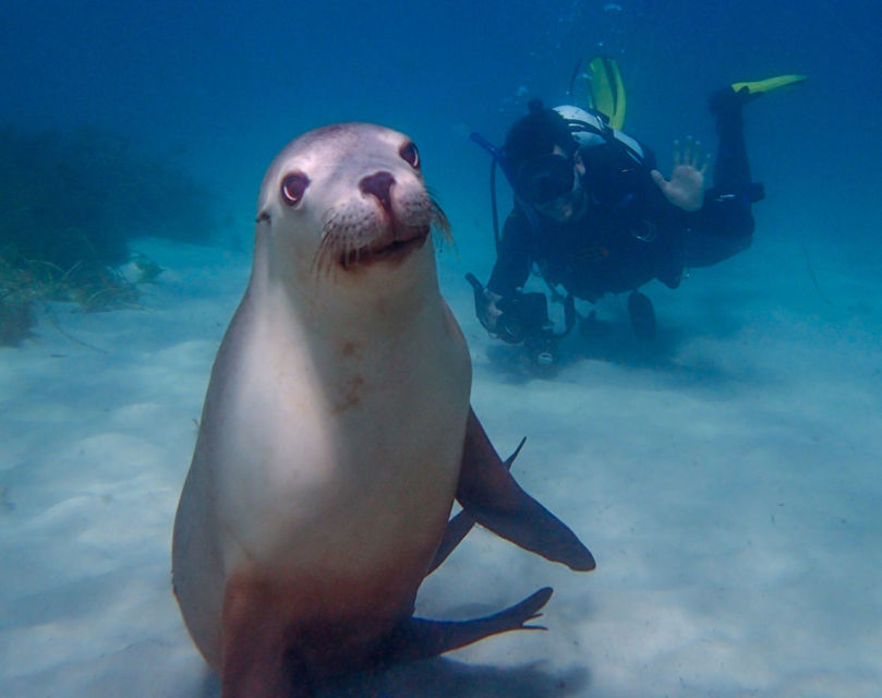 10 Foto Gemas Hewan Unik Australia yang Bikin Kamu Nggak Sabar Meluk Mereka. Cute!