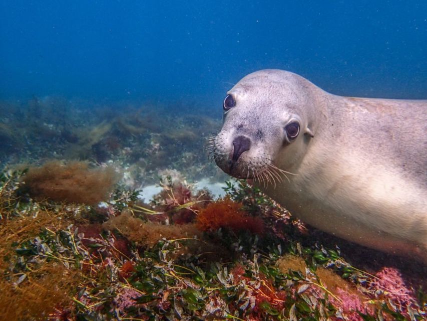 10 Foto Gemas Hewan Unik Australia yang Bikin Kamu Nggak Sabar Meluk Mereka. Cute!