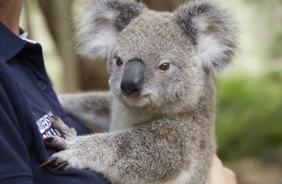 10 Foto Gemas Hewan Unik Australia yang Bikin Kamu Nggak Sabar Meluk Mereka. Cute!