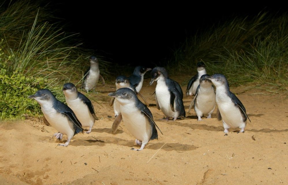 10 Foto Gemas Hewan Unik Australia yang Bikin Kamu Nggak Sabar Meluk Mereka. Cute!