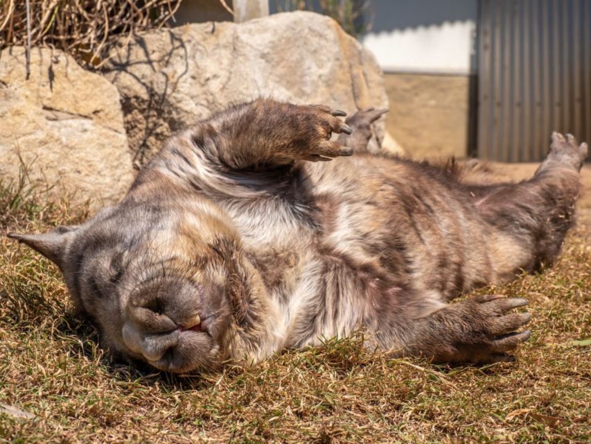 10 Foto Gemas Hewan Unik Australia yang Bikin Kamu Nggak Sabar Meluk Mereka. Cute!