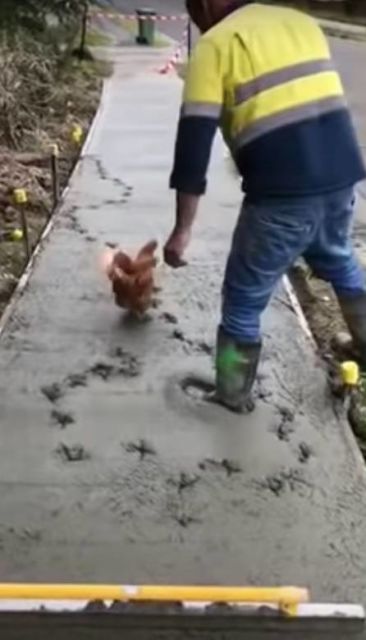 Menguak Isi Kepala Kucing dan Ayam Kalau Ada Jalan yang Baru Aja Disemen. Pasti Diinjak-injak!