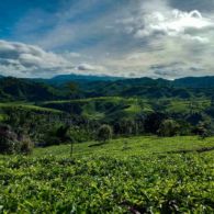 Keindahan Perkebunan di Ujung Bandung