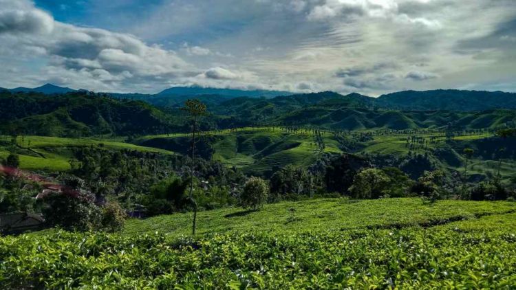 Keindahan Perkebunan di Ujung Bandung