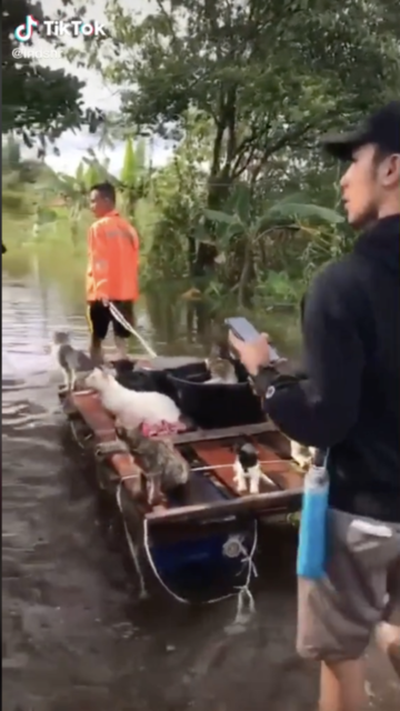 Selamatkan Kucing Saat Banjir di Kalsel, Sekumpulan Orang ini Tuai Pujian Warganet. Pahlawan!