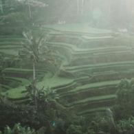 5 Kegiatan yang Dapat Kamu Lakukan di Alas Harum Bali, Rice Terrace Hits di Tegallalang Bali!