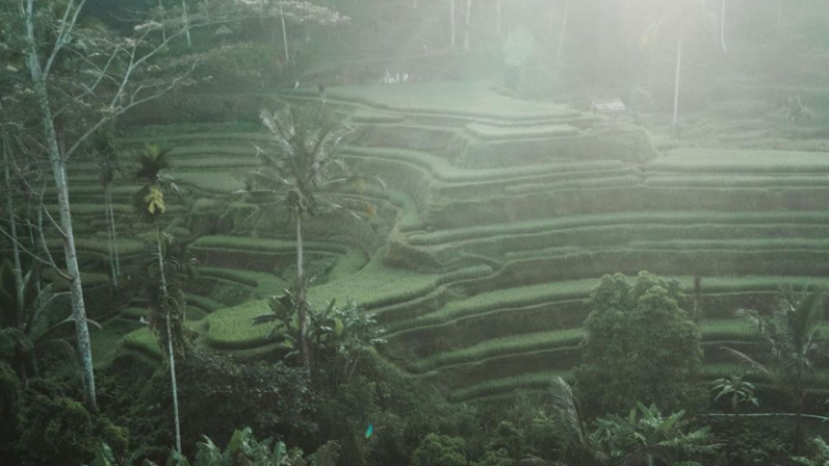 5 Kegiatan yang Dapat Kamu Lakukan di Alas Harum Bali, Rice Terrace Hits di Tegallalang Bali!