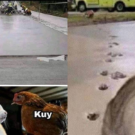 Menguak Isi Kepala Kucing dan Ayam Kalau Ada Jalan yang Baru Aja Disemen. Pasti Diinjak-injak!