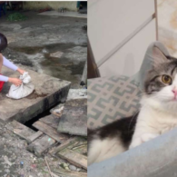 Viral Kasus Pencurian dan Penjagalan Kucing, Curhatan ini Bikin Warganet Geram. Tega Banget! :(