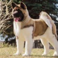 Sifat dan Temperamen Anjing Akita, Si Hachiko dari Jepang