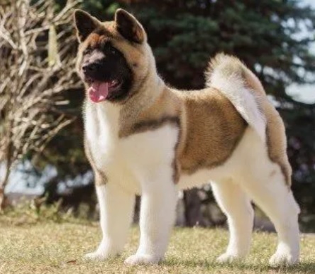 Sifat dan Temperamen Anjing Akita, Si Hachiko dari Jepang