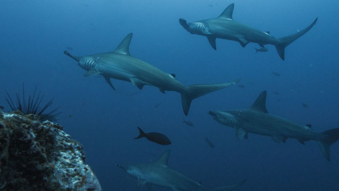 6 Rekomendasi Lokasi Scuba Diving buat Kamu yang Mau Tahu Kekayaan dan Keindahan Laut Indonesia