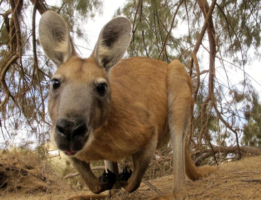 10 Foto Gemas Hewan Unik Australia yang Bikin Kamu Nggak Sabar Meluk Mereka. Cute!