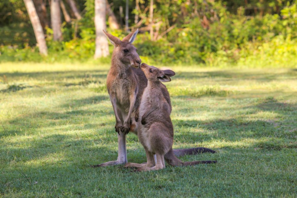 10 Foto Gemas Hewan Unik Australia yang Bikin Kamu Nggak Sabar Meluk Mereka. Cute!