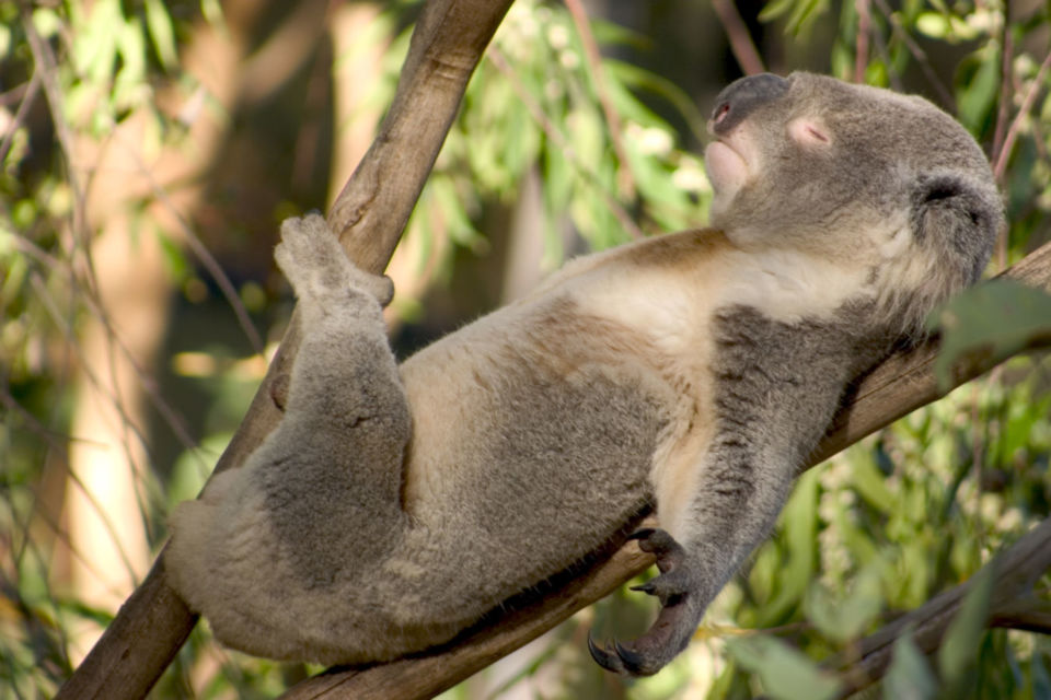 10 Foto Gemas Hewan Unik Australia yang Bikin Kamu Nggak Sabar Meluk Mereka. Cute!