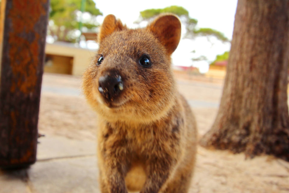 10 Foto Gemas Hewan Unik Australia yang Bikin Kamu Nggak Sabar Meluk Mereka. Cute!