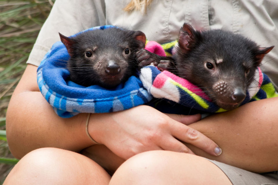 10 Foto Gemas Hewan Unik Australia yang Bikin Kamu Nggak Sabar Meluk Mereka. Cute!