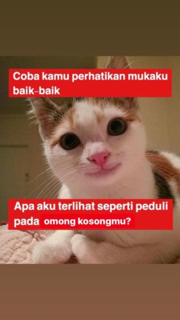 meme kucing