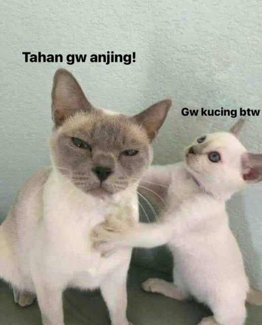 meme kucing