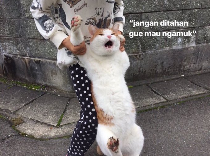 meme kucing