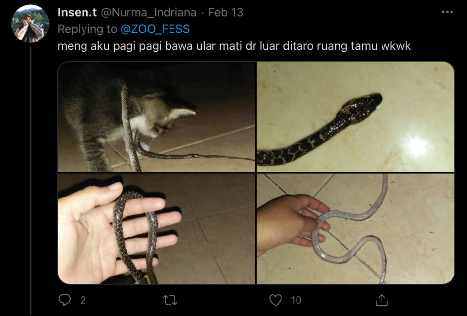 Deretan Warganet ini Ceritakan Kelakuan Ngaco Kucingnya. Para Budak Kocheng, Sini Merapat!