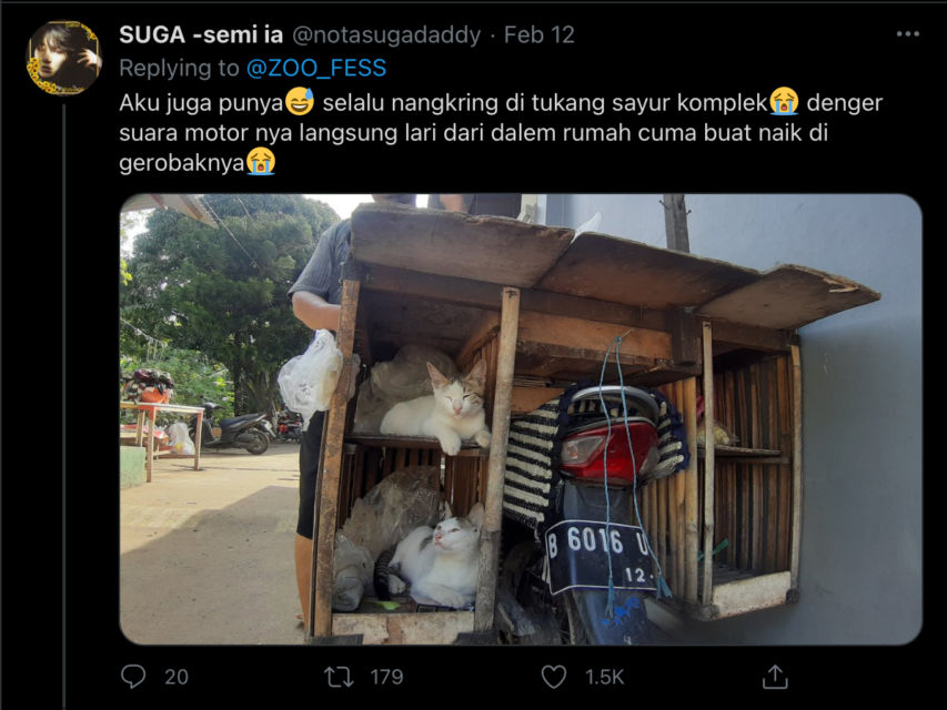 Deretan Warganet ini Ceritakan Kelakuan Ngaco Kucingnya. Para Budak Kocheng, Sini Merapat!