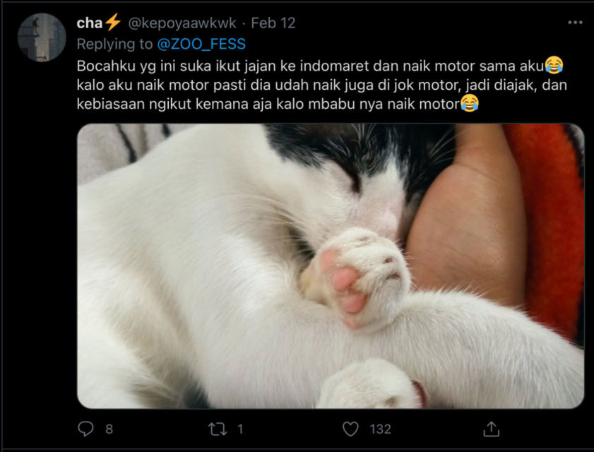 Deretan Warganet ini Ceritakan Kelakuan Ngaco Kucingnya. Para Budak Kocheng, Sini Merapat!