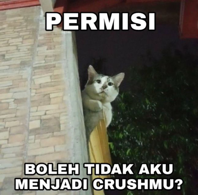 meme kucing