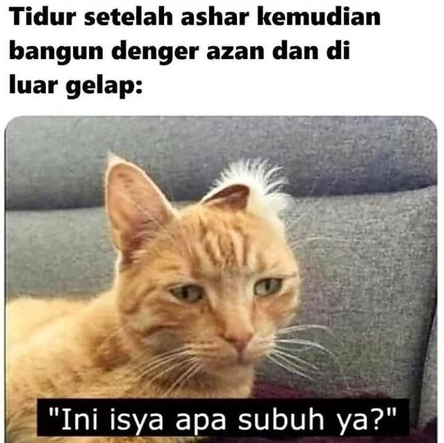 meme kucing