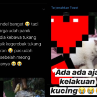 Deretan Warganet ini Ceritakan Kelakuan Ngaco Kucingnya. Para Budak Kocheng, Sini Merapat!