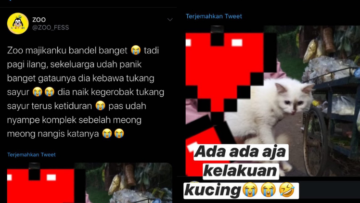 Deretan Warganet ini Ceritakan Kelakuan Ngaco Kucingnya. Para Budak Kocheng, Sini Merapat!