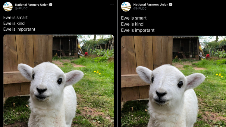 Berkat Warganet Indonesia, Istilah Ewe Semakin Viral di Mancanegara. Salah Pahamnya Kocak! :D