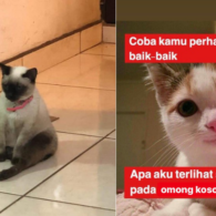 10+ Meme Kucing Paling Absurd yang Layak Disave