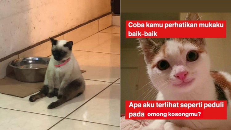 10+ Meme Kucing Paling Absurd yang Layak Disave