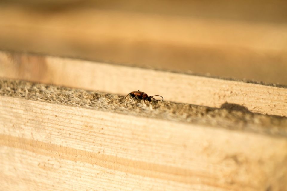 7 Cara Merawat Meja Kayu Agar Tahan Lama, Ada Trik Khusus Hilangkan Goresan dan Jamur Membandel