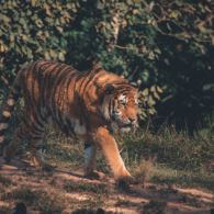 Terkam Pawang Sampai Tewas, Ini Kronologi 2 Harimau di Sinka Zoo Singkawang Bisa Lepas dari Kandang