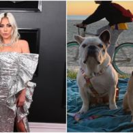 Anjing Lady Gaga yang Hilang Telah Ditemukan, Penemunya Enggan Disebut Identitasnya!