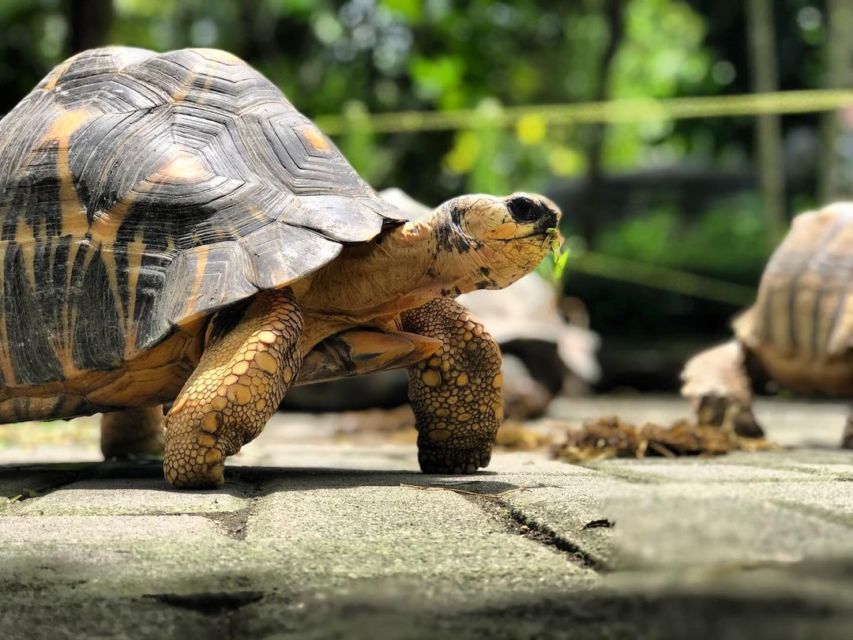 Intip Keseruan Wisata Keluarga di Gembira Loka Zoo. Banyak Atraksi Satwa juga, lo!