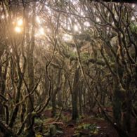 #WisataFilipina-Keunikan Dulang-Dulang Mossy Forest. Kalian Wajib ke Sini Nih!