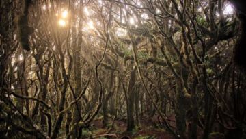 #WisataFilipina-Keunikan Dulang-Dulang Mossy Forest. Kalian Wajib ke Sini Nih!