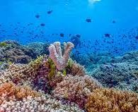 #WisataFilipina-Tubbataha Reef, Menjadi Mimpiku Untuk Jalan-Jalan ke Filipina