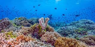 #WisataFilipina-Tubbataha Reef, Menjadi Mimpiku Untuk Jalan-Jalan ke Filipina