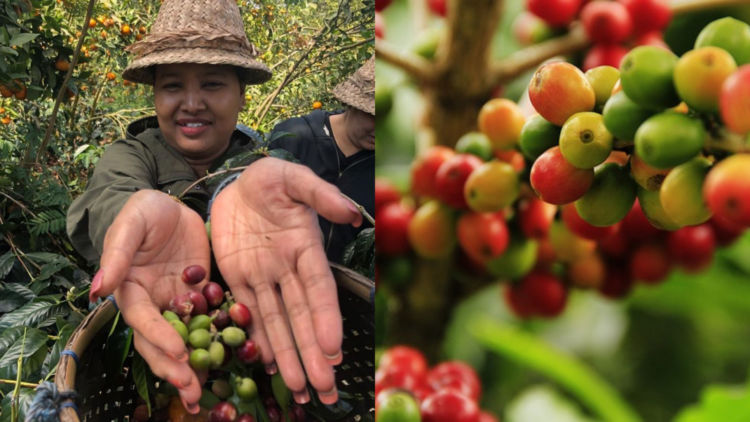 6 Wisata Kopi Terbaik di Indonesia, Nikmati Sensasi Ngopi di Kebun Kopi!