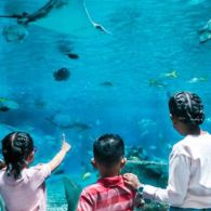 #WisataFilipina-Menyusuri Lorong Kaca dan Menjelajahi Biota Laut yang Menawan di Manila Ocean Park.